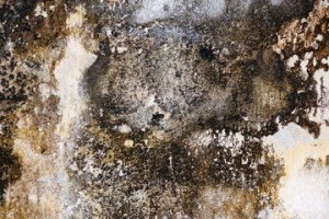 Health Damaging Mould