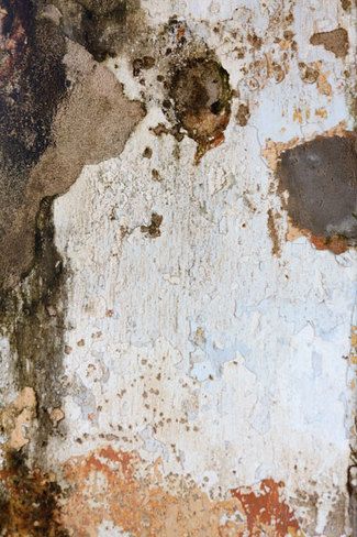 Mould On Wall